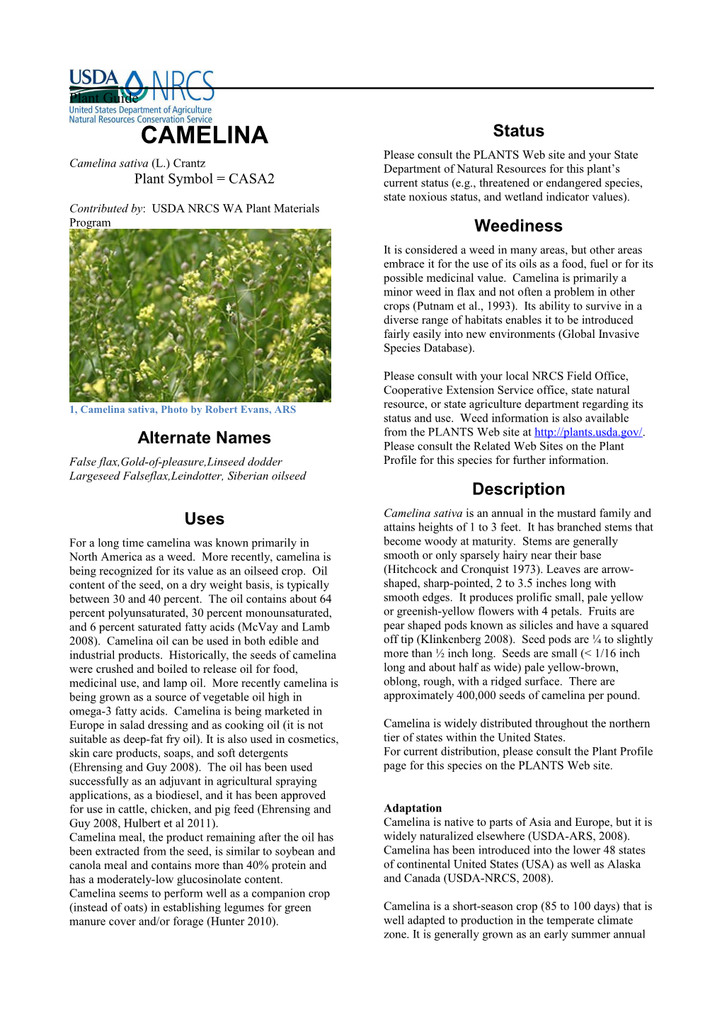 Camelina (Camelina Sativa) Plant Guide