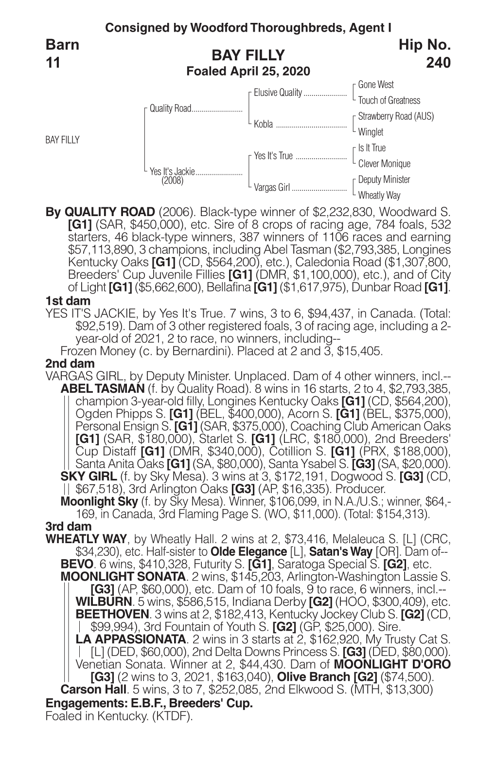 BAY FILLY Barn 11 Hip No