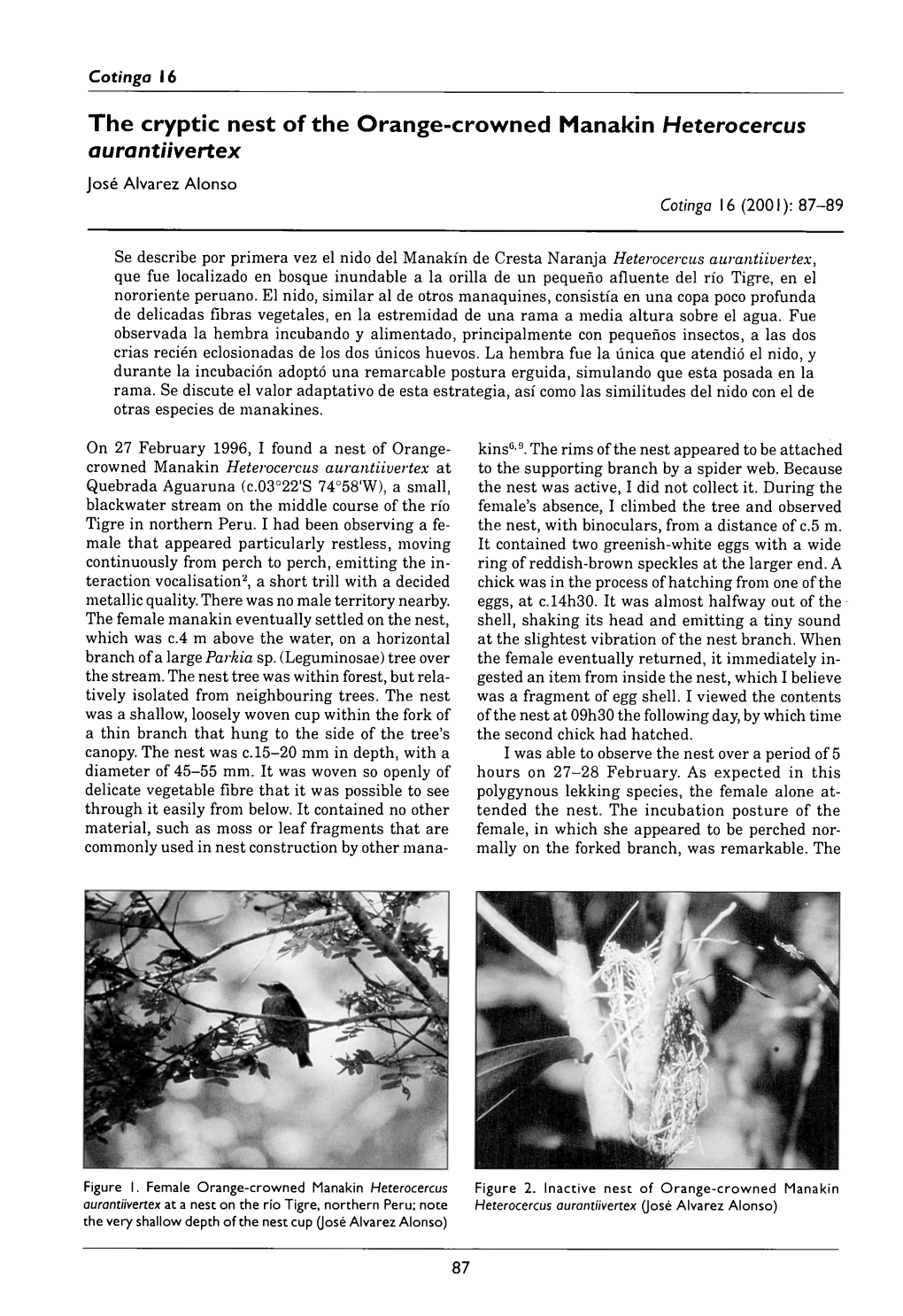 The Cryptic Nest of the Orange-Crowned Manakin Heterocercus Aurantiivertex José Alvarez Alonso Cotinga 16 (2001): 87–89