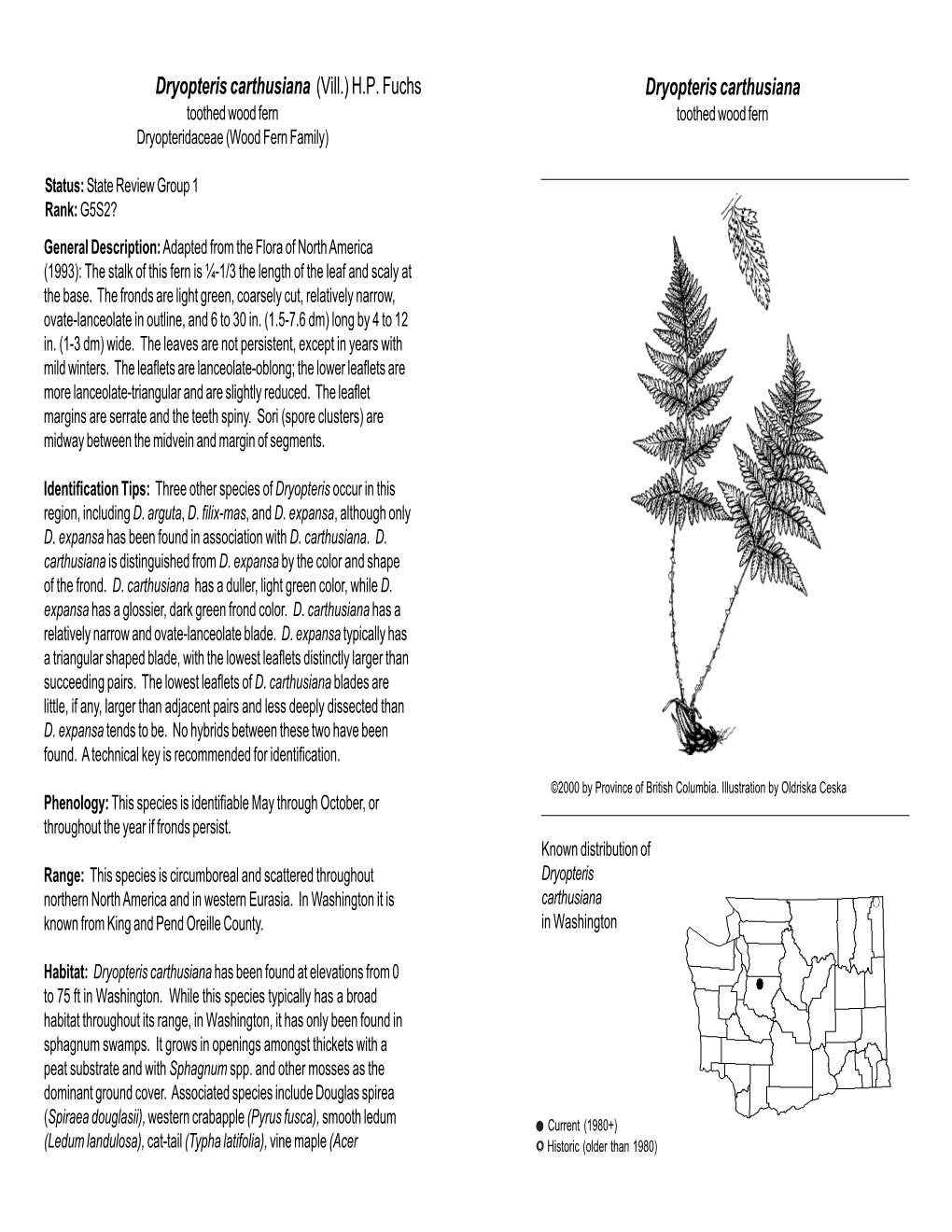 Dryopteris Carthusiana (Vill.) H.P