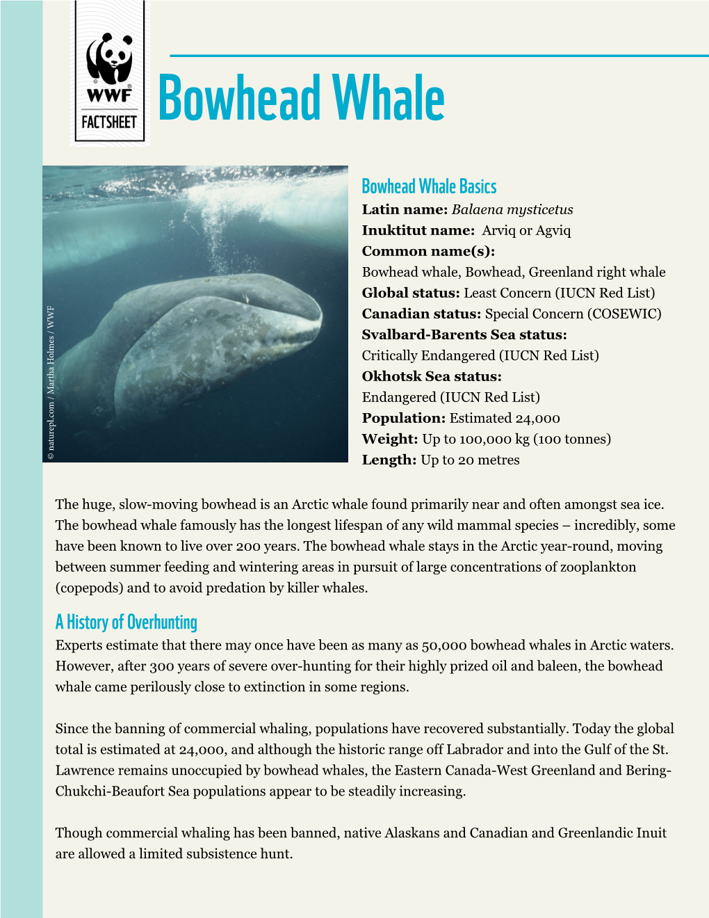 Bowhead Whale