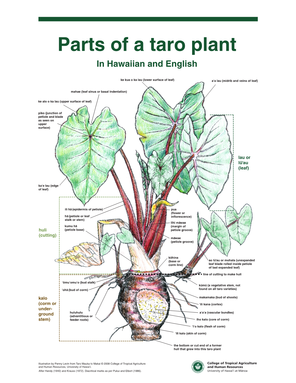 Parts of the Kalo (Taro) Plant in Hawaiian and English