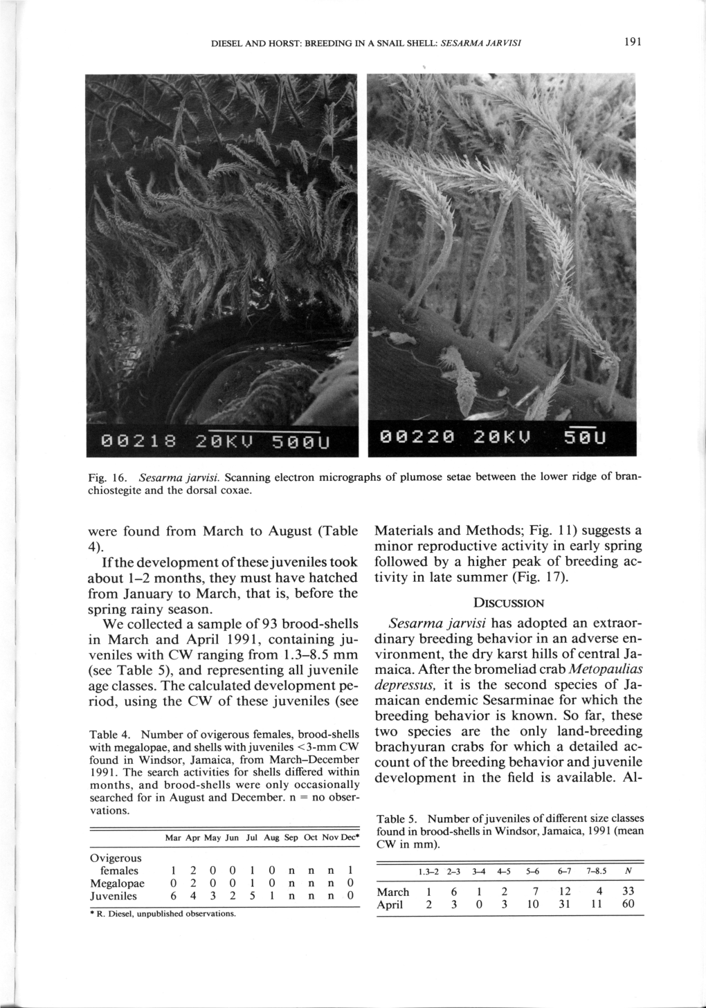 (Table 4). If the Development of These Juveniles Took About 1-2 Months