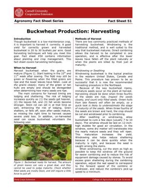 Buckwheat Production: Harvesting