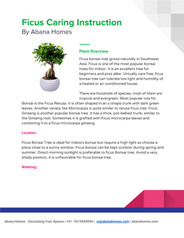 Ficus Caring Instruction by Abana Homes