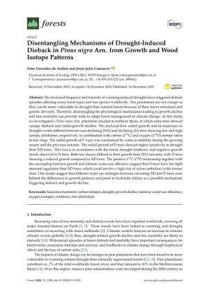 Disentangling Mechanisms of Drought-Induced Dieback in Pinus Nigra Arn