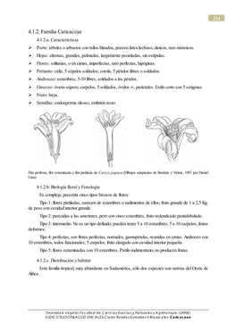 4.1.2. Familia Caricaceae 4.1.2.A