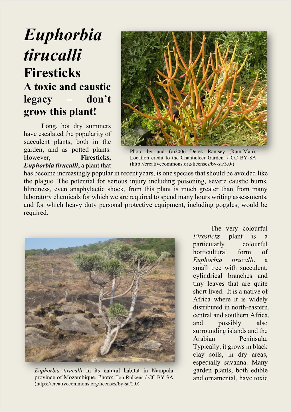 Plant of the Week – Euphorbia Tirucalli