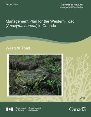 Western Toad (Anaxyrus Boreas) in Canada