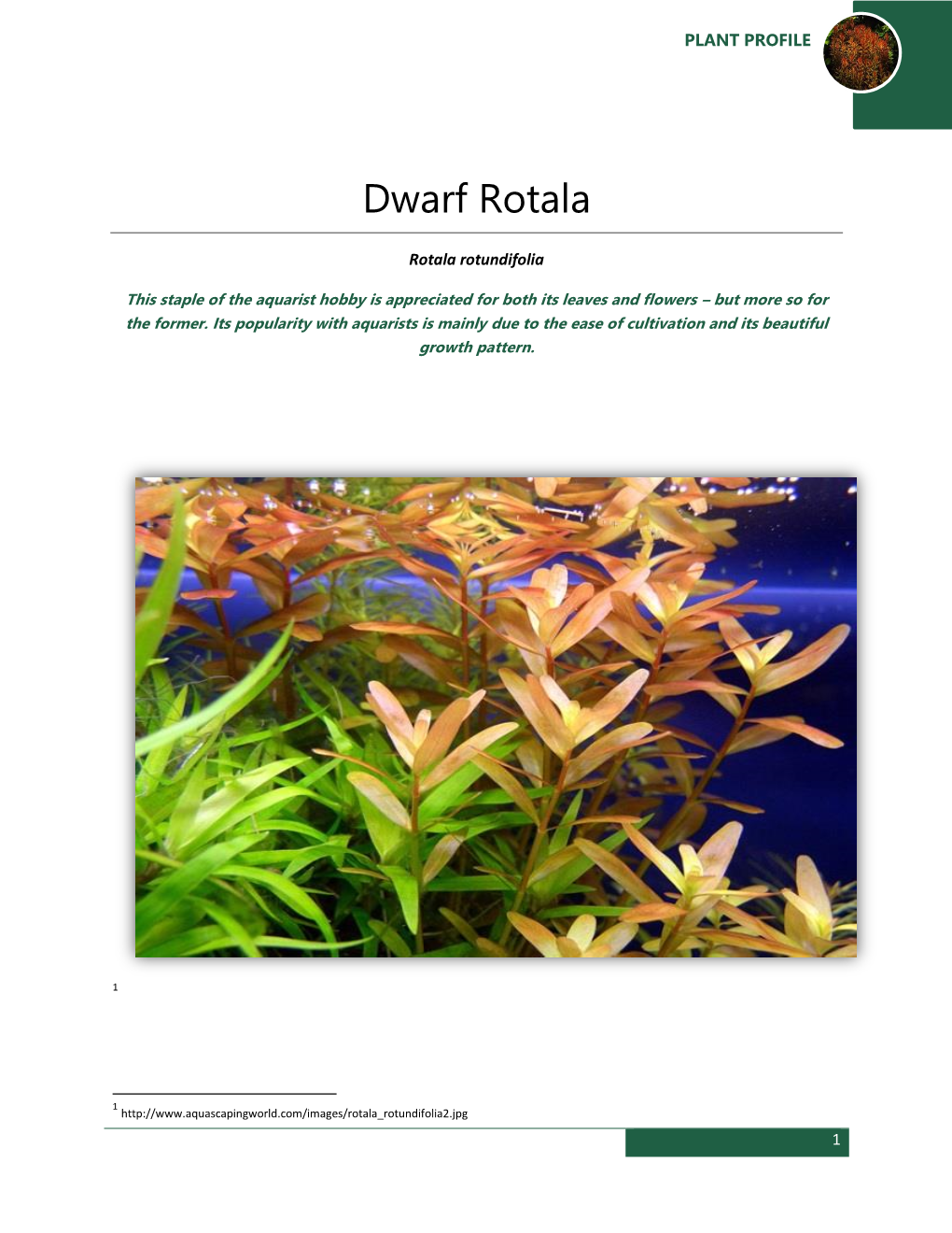 Dwarf Rotala