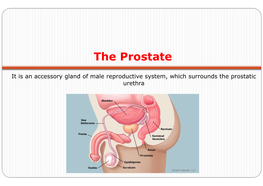 The Prostate