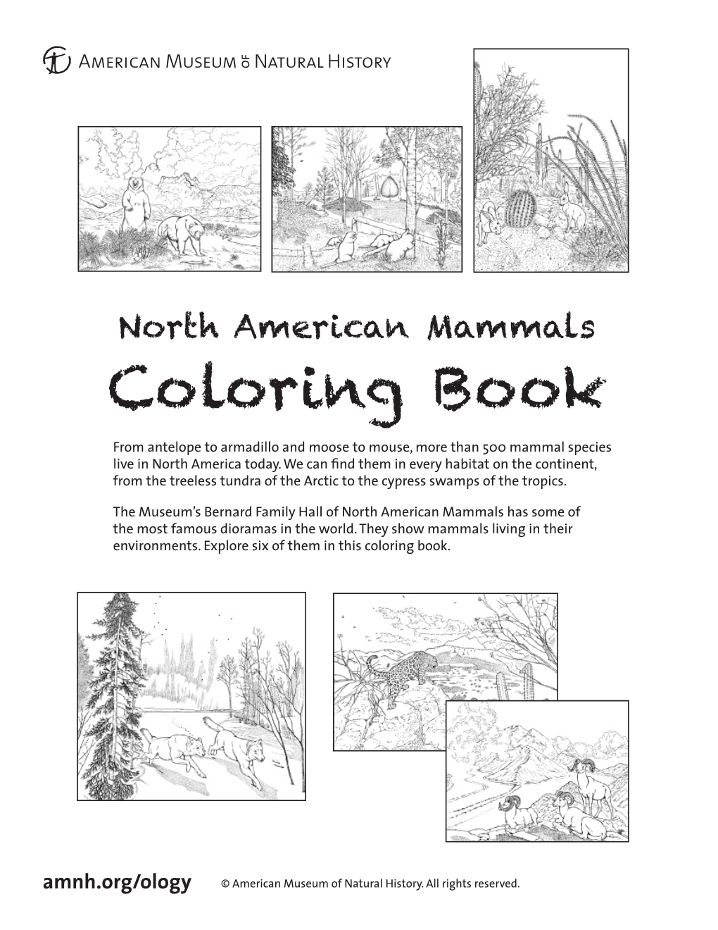 North American Mammals Coloring Book from Antelope to Armadillo and Moose to Mouse, More Than 500 Mammal Species Live in North America Today