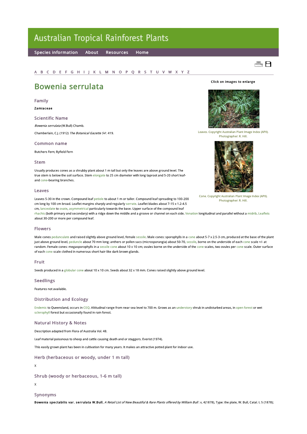 Bowenia Serrulata Click on Images to Enlarge