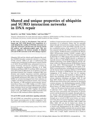Shared and Unique Properties of Ubiquitin and SUMO Interaction Networks in DNA Repair