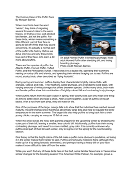 The Curious Case of the Puffin Face by Morgan Barnes When Most Birds