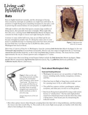 Facts About Washington's Bats