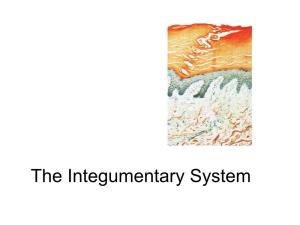 The Integumentary System the Integumentary System