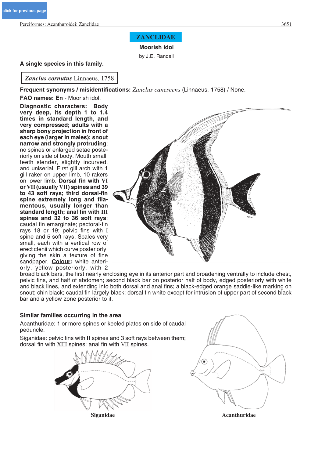 ZANCLIDAE Zanclus Cornutus Linnaeus, 1758