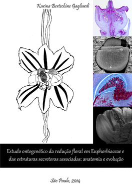 Uma Dúvida Na Evolução De Euphorbiaceae