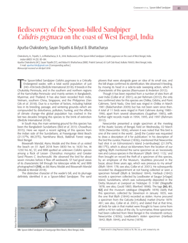 Rediscovery of the Spoon-Billed Sandpiper Calidris Pygmaea on the Coast of West Bengal, India