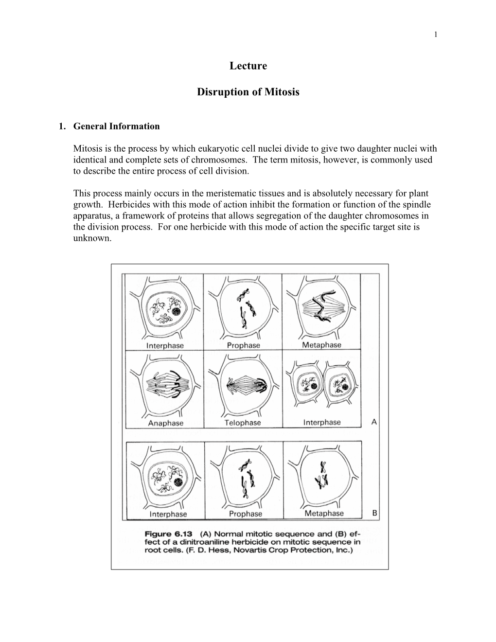 Lecture Disruption of Mitosis