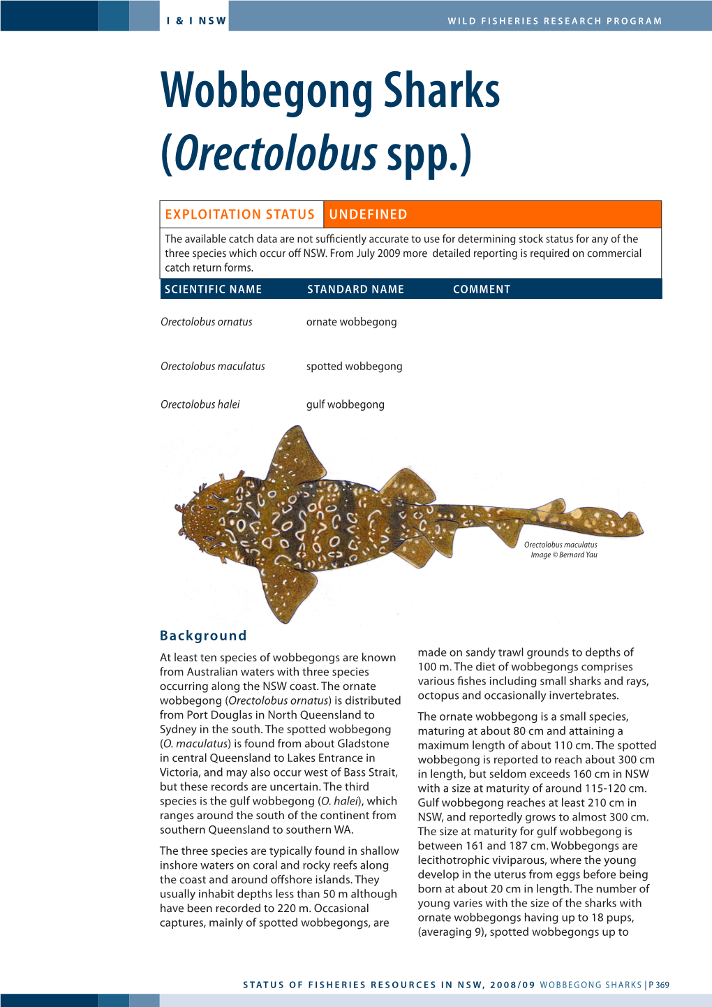 Wobbegong Sharks (Orectolobus Spp.)