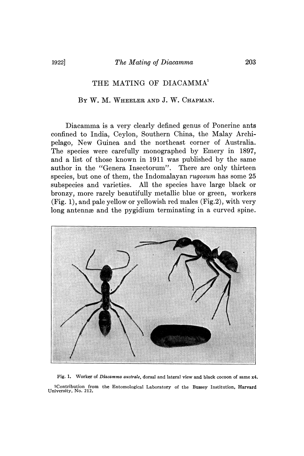 "Genera Inseetorum". There Are Only Thirteen Species, but One of Them, the Indomalayan Rugosum Has Some 25 Subspecies and Varieties