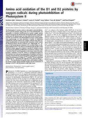 Amino Acid Oxidation of the D1 and D2 Proteins by Oxygen Radicals During Photoinhibition of Photosystem II