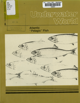 Atlantic "Pelagic" Fish Underwater World