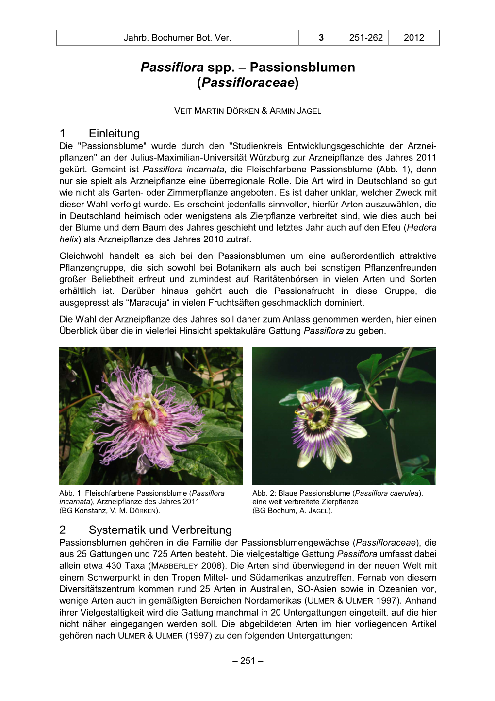 Passiflora Spp. – Passionsblumen (Passifloraceae )