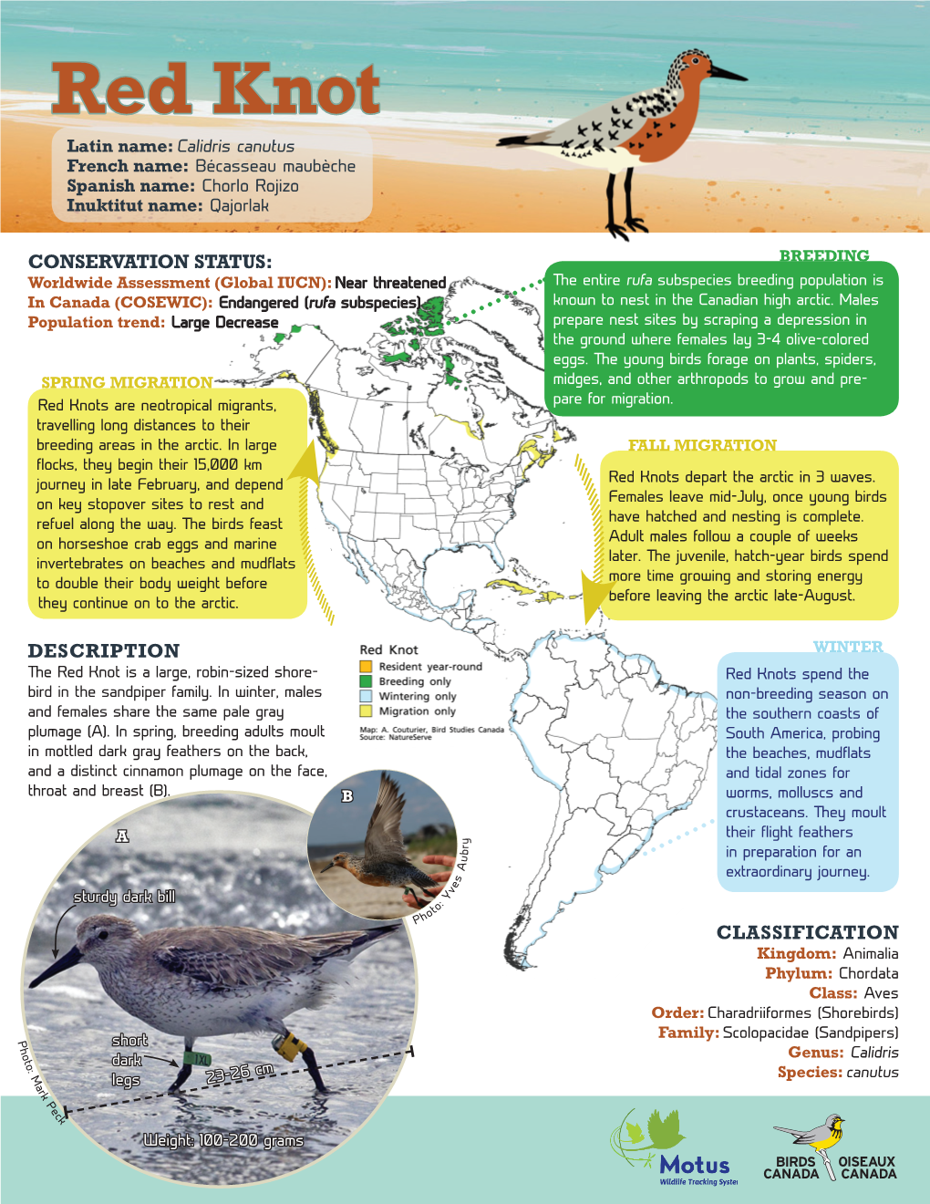 Red Knot Latin Name: Calidris Canutus French Name: Bécasseau Maubèche Spanish Name: Chorlo Rojizo Inuktitut Name: Qajorlak