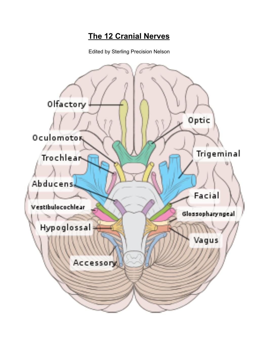 The 12 Cranial Nerves - DocsLib