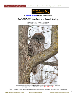 CANADA: Winter Owls and Boreal Birding Feb-March 2017