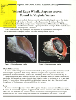 Veined Rapa Whelk, Rapana Venosa, Found in Virginia Waters