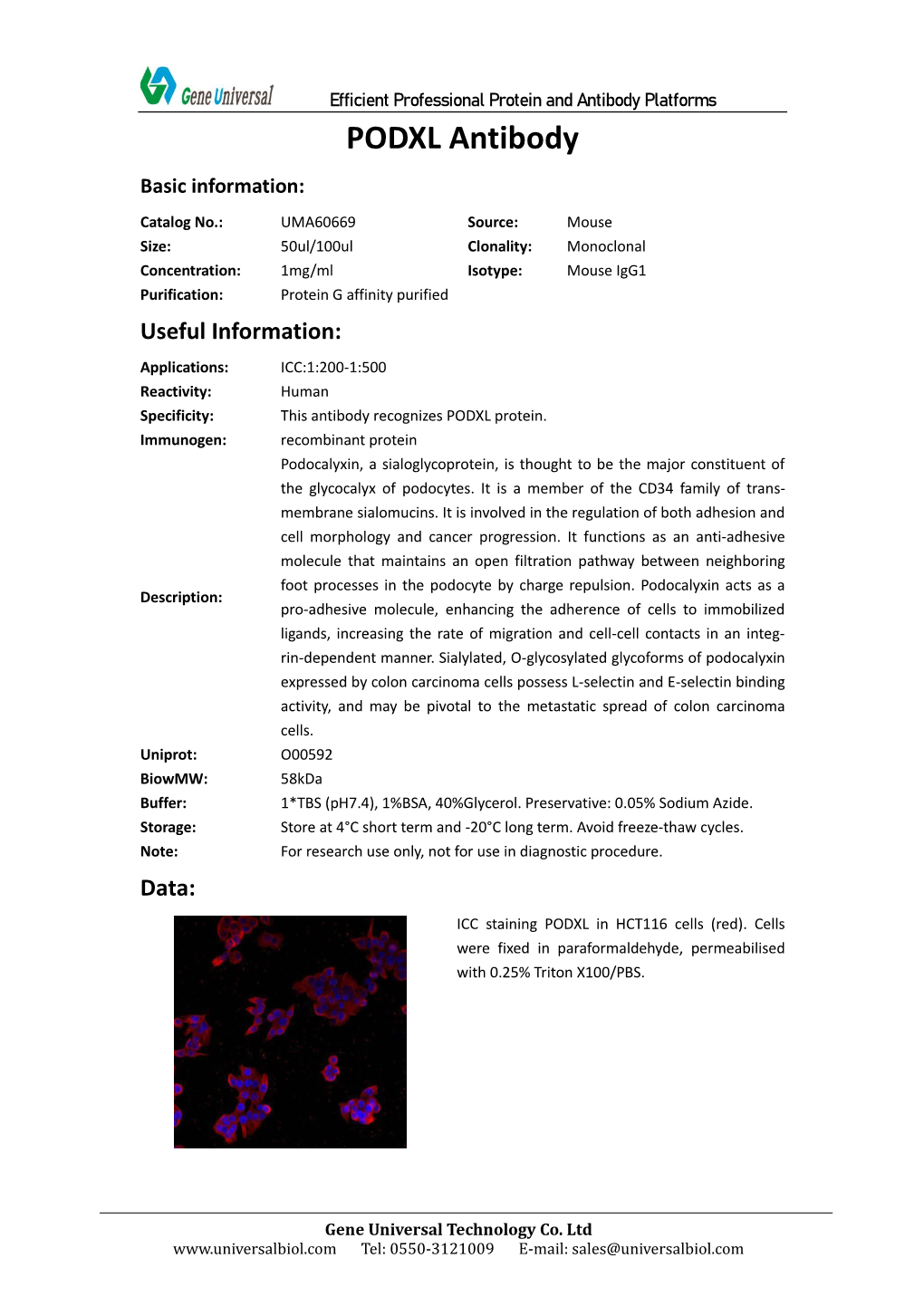 PODXL Antibody