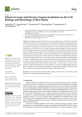 Effects of Acute and Chronic Gamma Irradiation on the Cell Biology and Physiology of Rice Plants