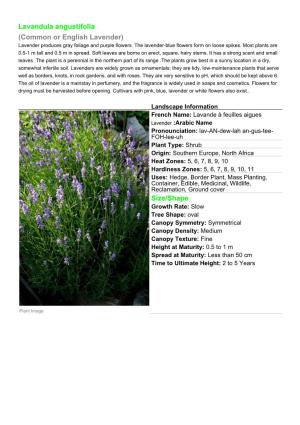 Lavandula Angustifolia (Common Or English Lavender) Size/Shape
