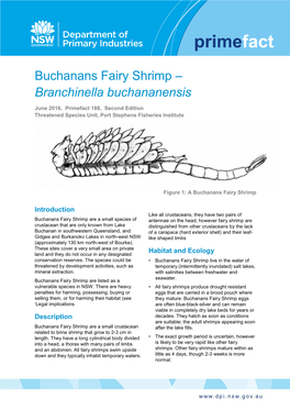 Buchanans Fairy Shrimp – Branchinella Buchananensis