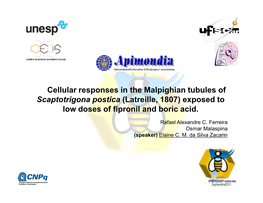 Cellular Responses in the Malpighian Tubules of Scaptotrigona Postica (Latreille, 1807) Exposed to Low Doses of Fipronil and Boric Acid