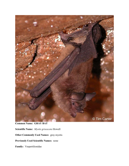 GRAY BAT Scientific Name: Myotis Grisescens Howell Other Commonly
