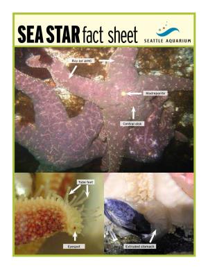 SEA STAR Fact Sheet
