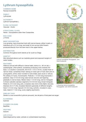 Lythrum Hyssopifolia