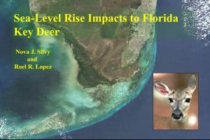 Population Estimates of Key Deer