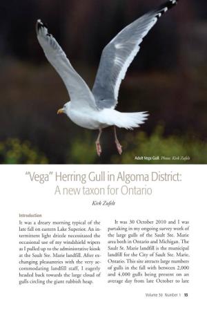 “Vega” Herring Gull in Algoma District: a New Taxon for Ontario Kirk Zufelt