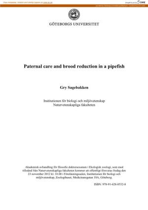 Paternal Care and Brood Reduction in a Pipefish