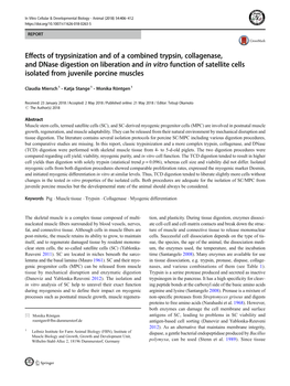 Effects of Trypsinization and of a Combined Trypsin, Collagenase, and Dnase Digestion on Liberation and in Vitro Function Of