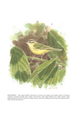 FRONTISPIECE. Three-Striped Warblers (Basileuterus Tristriatus) Were Studied in the Northern Andes of Venezuela. Temperate and T