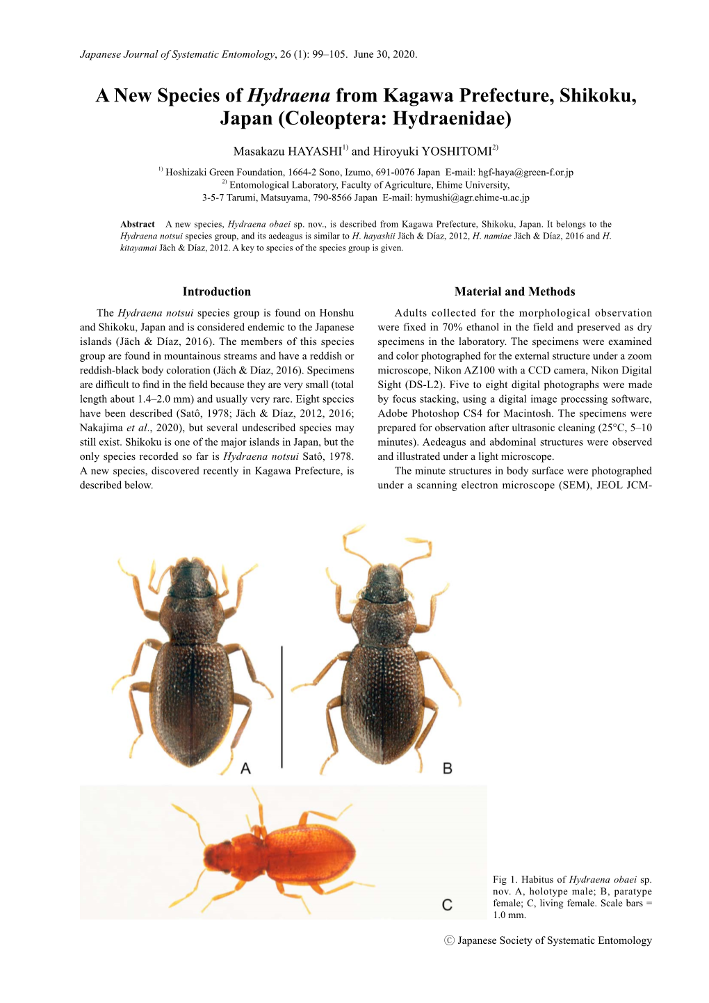 A New Species of Hydraena from Kagawa Prefecture, Shikoku, Japan (Coleoptera: Hydraenidae)