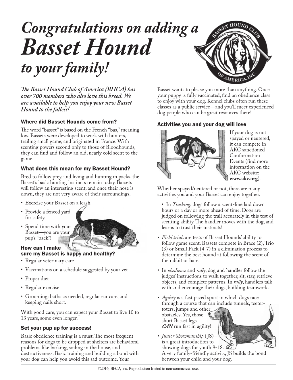Basset Hound to Your Family!
