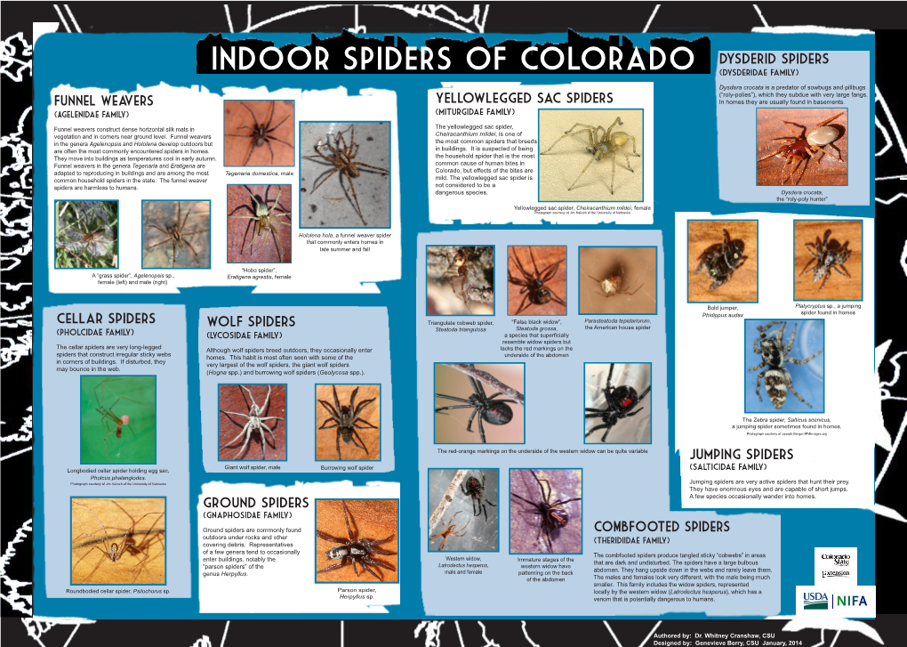 Indoor SPIDERS of Colorado (Dysderidae Family)